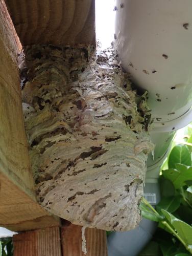 Dolichovespula media